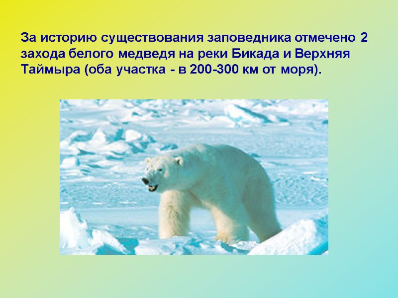 За историю существования заповедника отмечено 2 захода белого медведя на реки Бикада и Верхняя